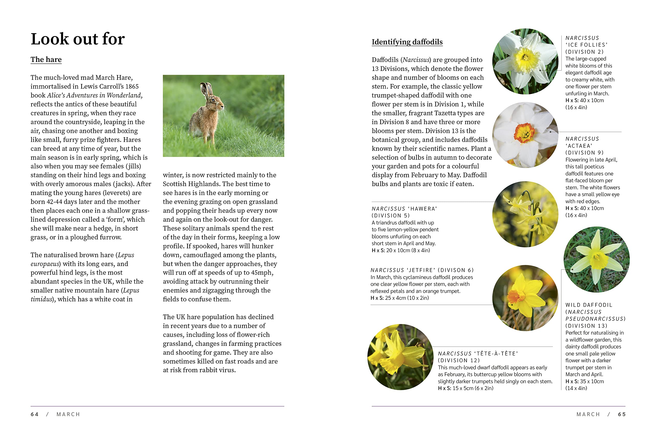 RHS Garden Almanac 2024 hardback book by RHS, featuring a vibrant garden cover and detailed gardening insights.