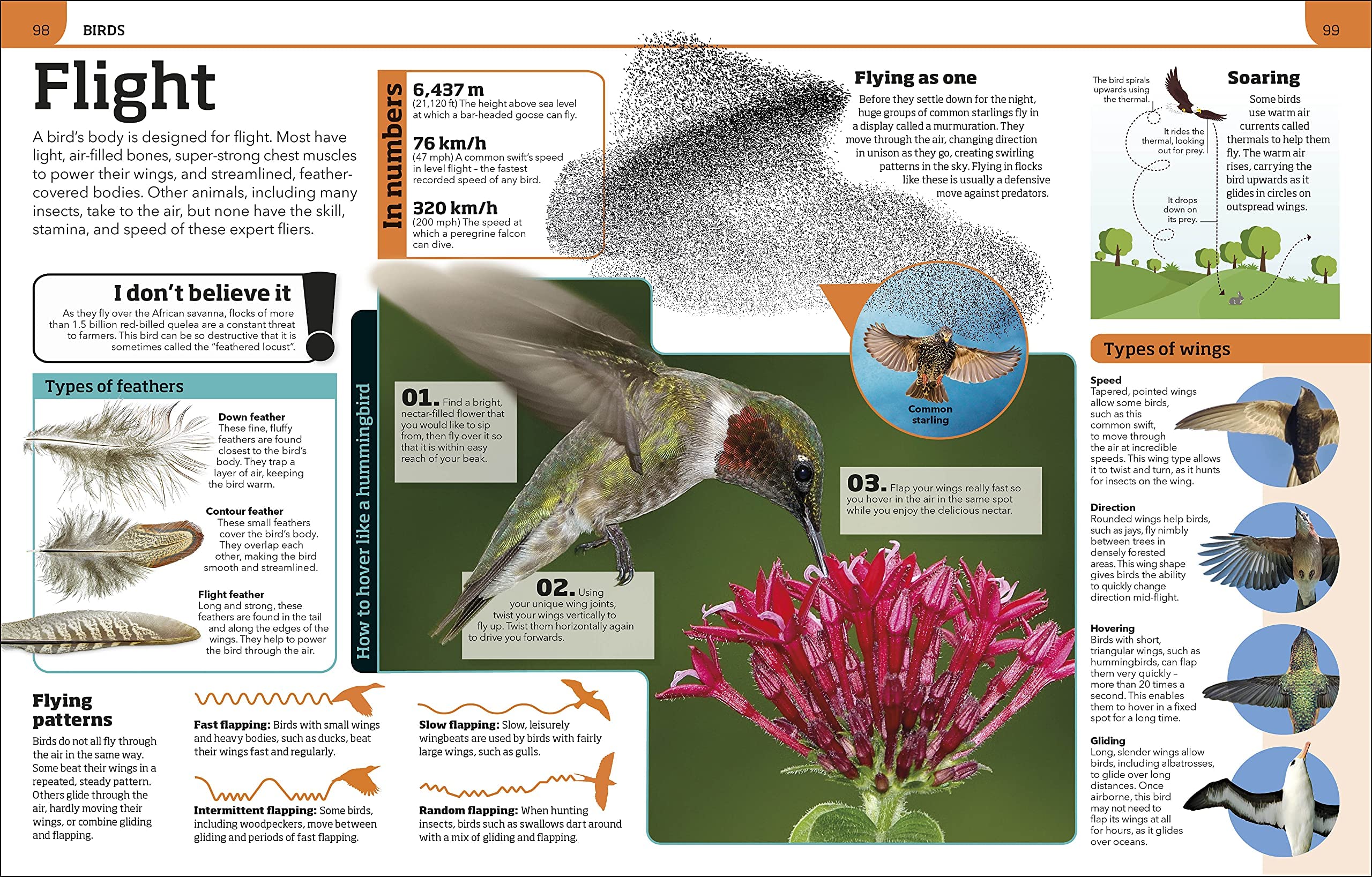 Animal Knowledge Genius Encyclopedia by D.K. Publishing, featuring a colorful paperback cover with engaging animal illustrations.