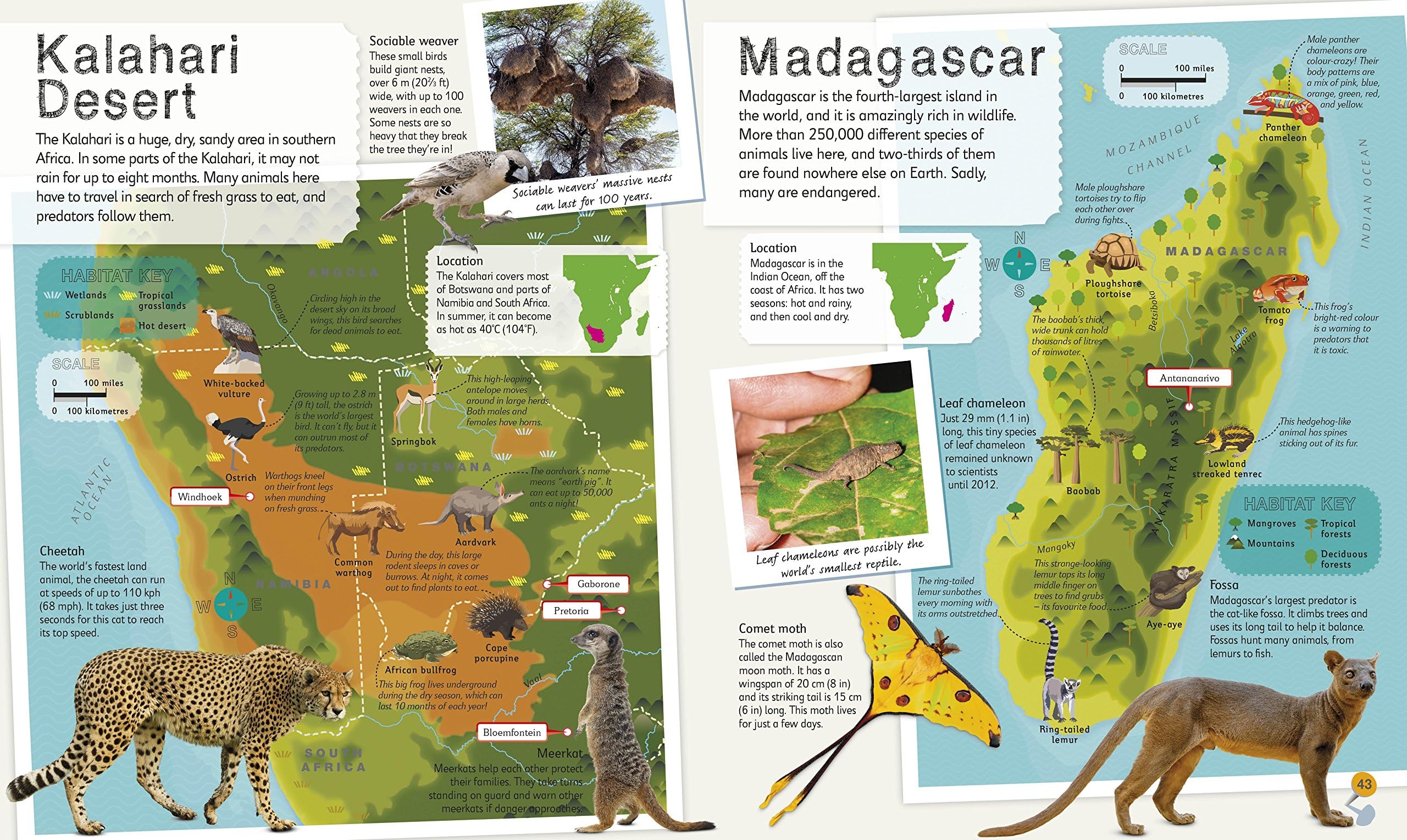 Children's Illustrated Animal Atlas by D.K. Publishing, featuring colorful illustrations of various animals for ages 3-8.