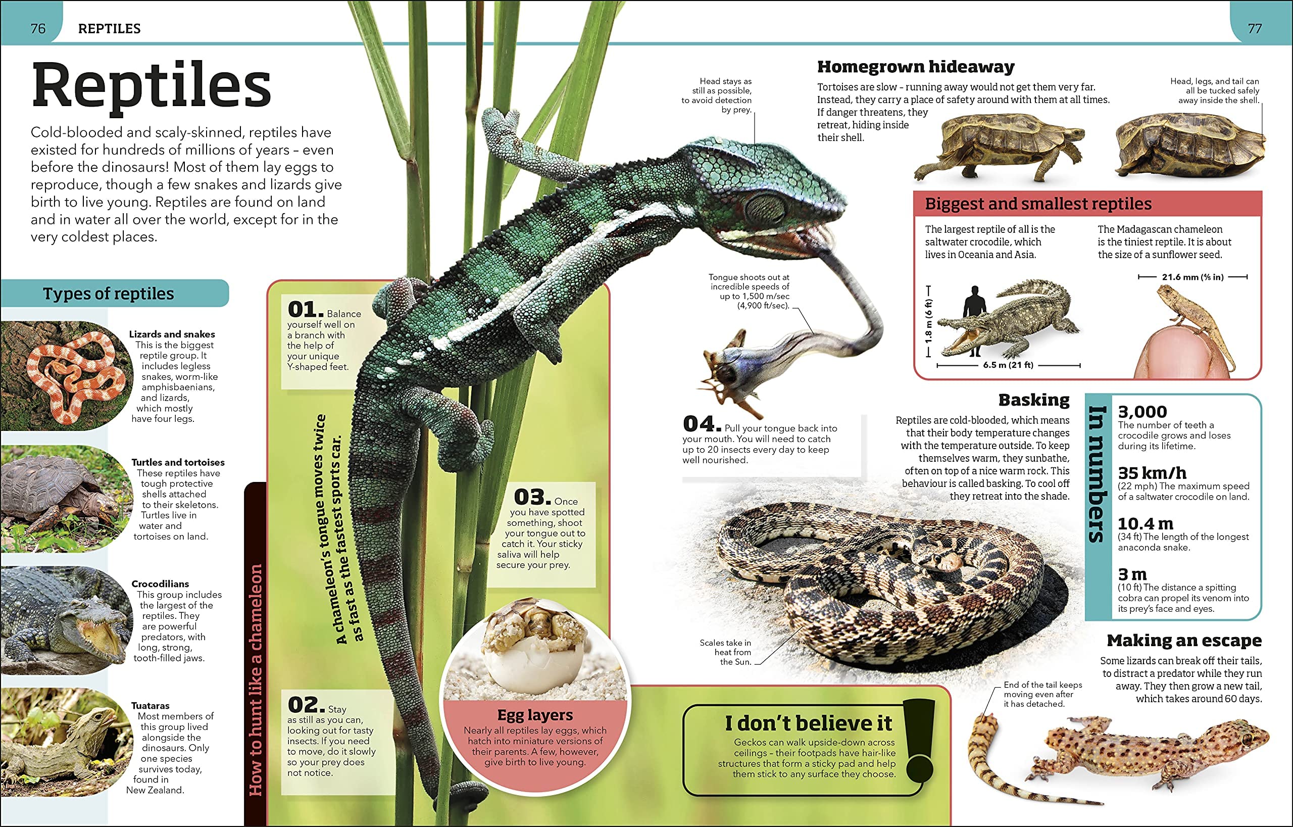 Animal Knowledge Genius Encyclopedia paperback by D.K. Publishing, showcasing vibrant cover art and educational themes.