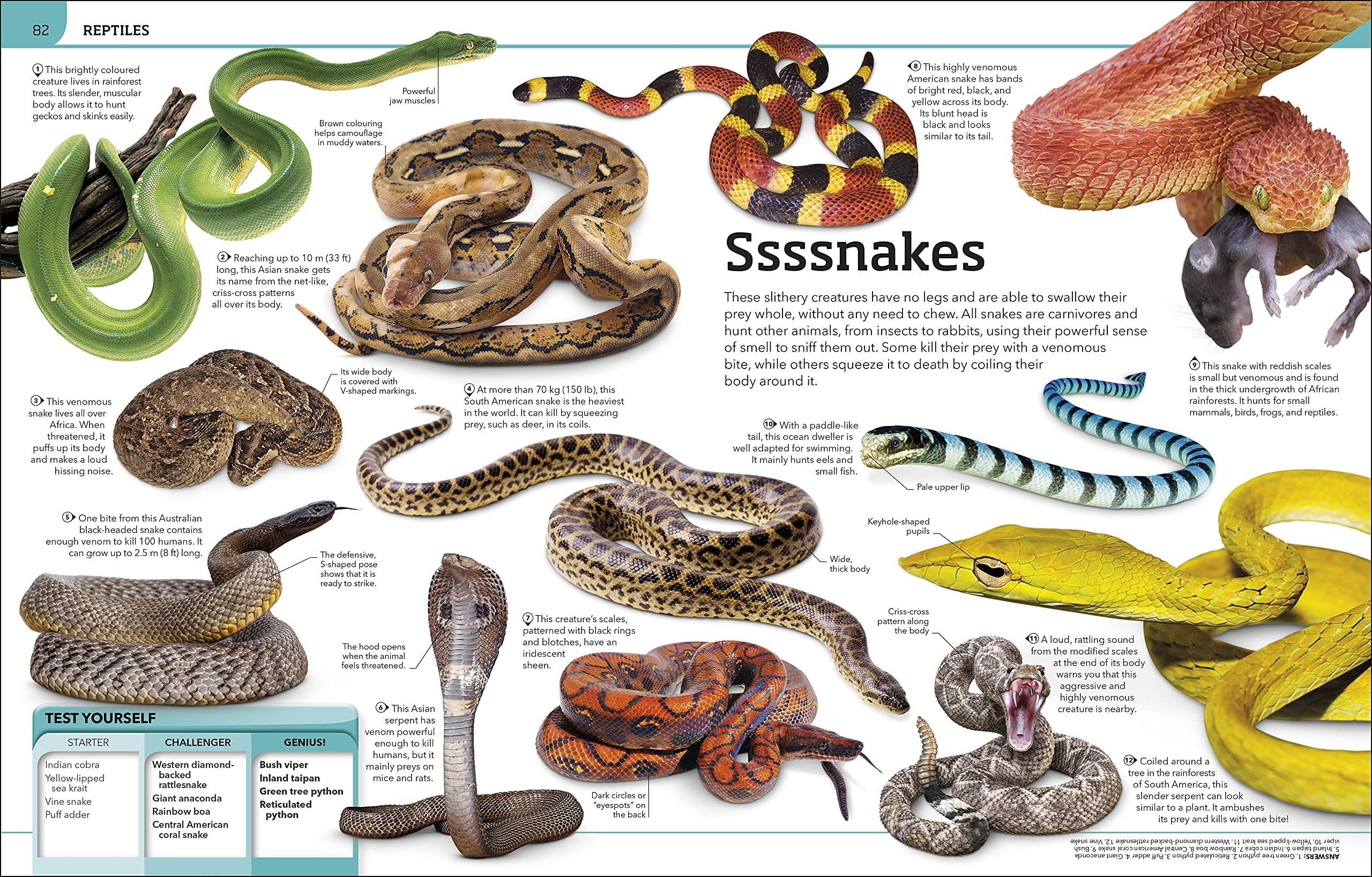 Animal Knowledge Genius Encyclopedia by D.K. Publishing in paperback, featuring colorful illustrations and informative text.